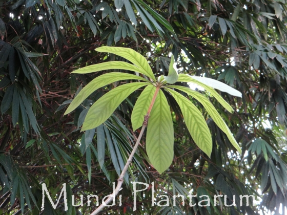 Actinodaphne sesquipedalis Mundi Plantarum
